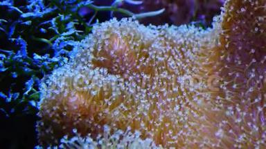 与鱼共生，<strong>海洋</strong>水族馆中大型海葵的触角，与<strong>热带</strong>暗礁鱼在水族馆中的宏观<strong>摄影</strong>。